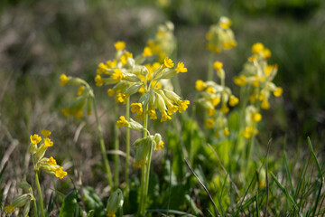 Cowslip flowers growing on a meadow during spring. Cowslips.