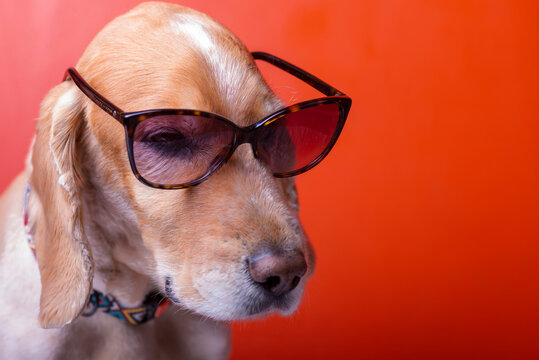 18 Best Dog Wearing Sunglasses Images Stock Photos Vectors Adobe Stock