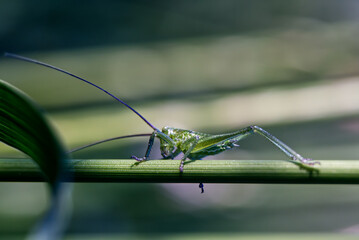Punktierten Zartschrecke (Leptophyes punctatissima)