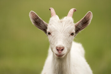 Portrait of a young curious domestic goat of white color on a green background. Selective focus.