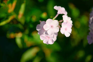 Garden phlox (Phlox paniculata), vivid summer flowers. Blooming branches of  phlox in the garden on a sunny day. Soft blurred selective focus.