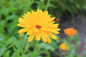 yellow flower macro