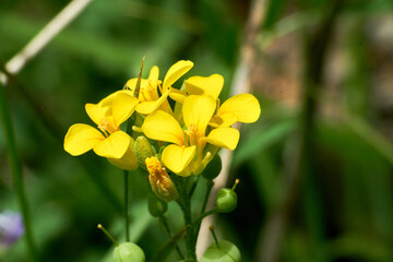 Fototapeta na wymiar Lesquerella gordonii, Gordon's Bladderpod Texas Wildflower