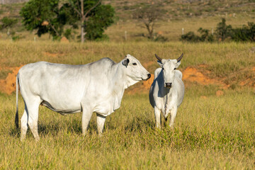 Obraz na płótnie Canvas white Nelore cattle in the pasture