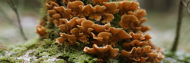 On tree trunk there are orange mushrooms and green moss