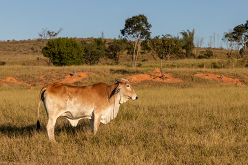 brown Nellore cattle in the pasture. side view