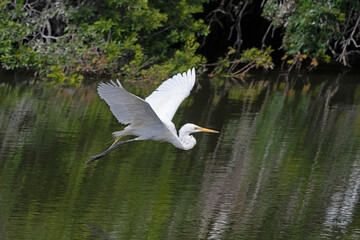Great Egret flying over a small lake.