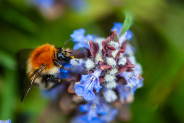 Close-up striped orange bumblebee on blue bugle flower