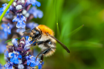 Close-up striped orange bumblebee on blue bugle flower