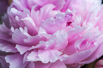 Close-up pink peony petals in spring
