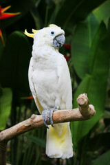 A white happy parrot with a yellow crest sits on a branch in Bali's garden
