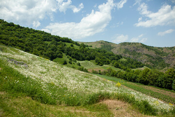 Fototapeta na wymiar chamomiles in the field