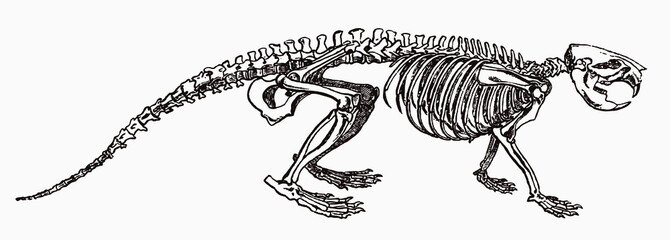 Eurasian beaver castor fiber skeleton in profile view, after antique engraving from the 19th century