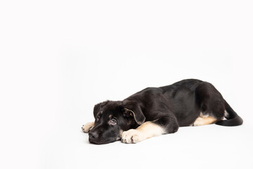  german shepherd puppy lies on a white background and looking at camera. cute funny sleeping animals concept with copy space