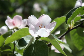 white magnolia flower