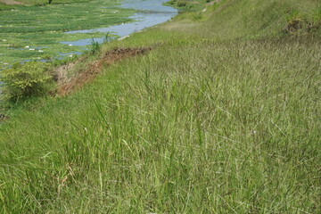 Cogon grass with a natural background. 