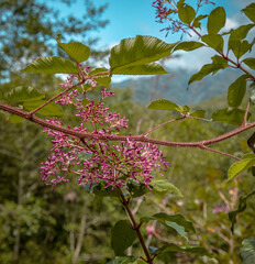 Flores
