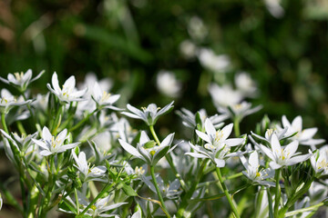 Ornithogalum is a perennial plants, white flowers on a green background.