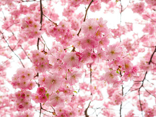 Fototapeta premium Full frame view of cherry trees blossoming in spring