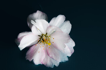 Fototapeta na wymiar Close up of cherry blossom isolated on black background