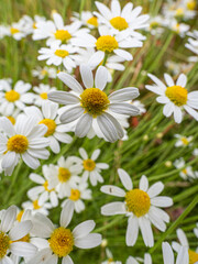 Small daisy flowers in cultivated field