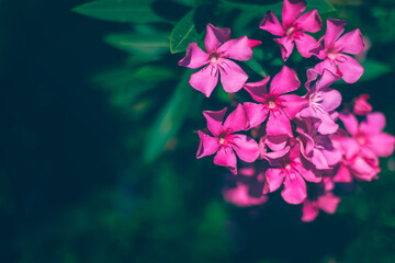Bright pink oleander flowers with fresh lush green leaves lit bright sunlight in summer garden with...