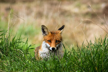 red fox watching out of the grass