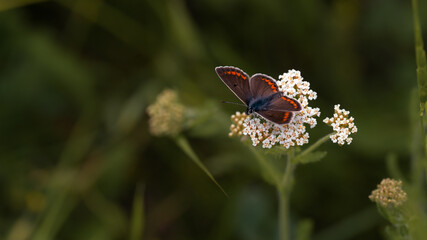 Brown argus (aricia agestis) butterfly on a wild meadow flower ready to fly in a dark blurred background of grassy environment. Space for text.