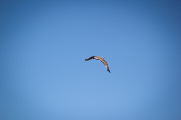 Gull in a light blue sky