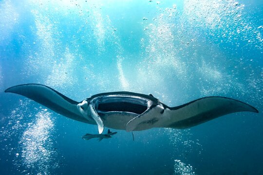 Diving with Manta ray in the middle of scuba divers bubbles in blue water