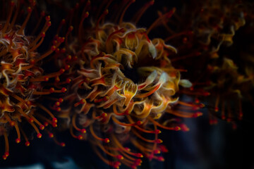Closeup of Leucospermum flower