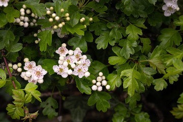 Close up of white hawthorn flowers and buds in the sun, springtime