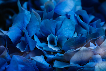 Closeup of blue hydrangea blossom
