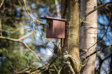 Birdhouse for Parus major, Cyanistes caeruleus, Blue tit, Great tit. Birdhouse from wood with bird plased on tree in park or woodland.