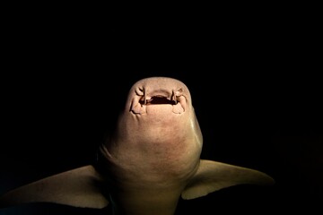 Fototapeta premium Nurse shark from bellow in the night black background diving
