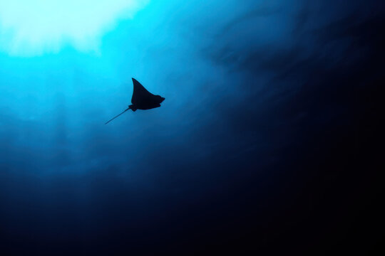 Eagle ray silhouette in a blue and black background with sunrays diving 
