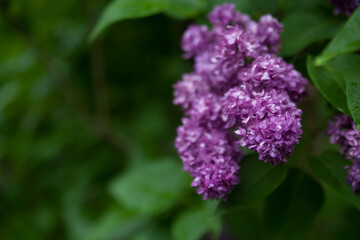 Beautiful purple lilac flowers soft background.  (Syringa vulgaris)