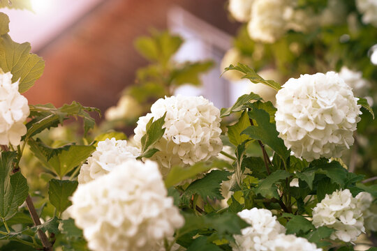 White inflorescences of blooming Viburnum opolus.Natural floral background.A blurry wooden house in the background..Copy space,selective focus with shallow depth of field.