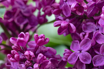Fototapeta na wymiar purple lilac flowers background, wallpaper