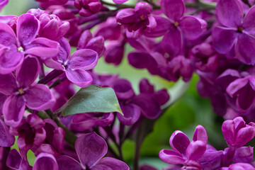 purple lilac  flowers background, wallpaper