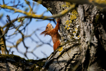 Eichhörnchen am Nussbaum