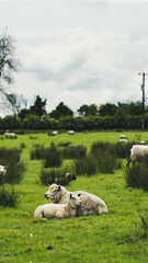 Irish Sheeps