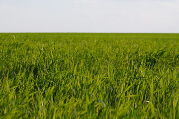 green wheat field