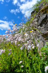 Fototapeta premium Taubenkropf-Leimkraut (Silene vulgaris)