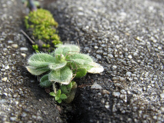 Plant in the Crack