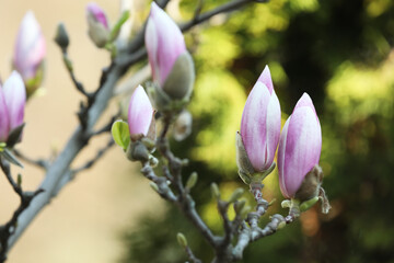 Beautiful blooming Magnolia tree on sunny day outdoors, closeup