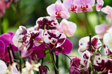 Close-Up Of Orchids Plant In Park