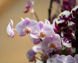Naklejka na ściany i meble Close-Up Of Orchids Plant In Park