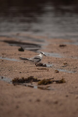bird on the beach