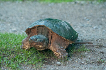 Snapping turtle on the grass in the morning 